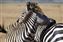 Zebra Hugs.jpg