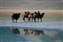 Camel Reflections Mongolia.jpg