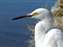 California Snowy Egret.jpg
