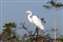 Everglades Egret.jpg