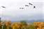 Sand Hill Cranes Flying.jpg