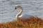 Tundra Swan.jpg