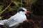 Young Arctic Tern.jpg