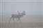 Caribou in Fog.jpg