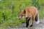 Red Fox Stalking.jpg