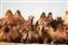 Mongolian Camels.jpg