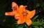 Orange Lily.jpg