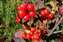 Red Cranberries.jpg