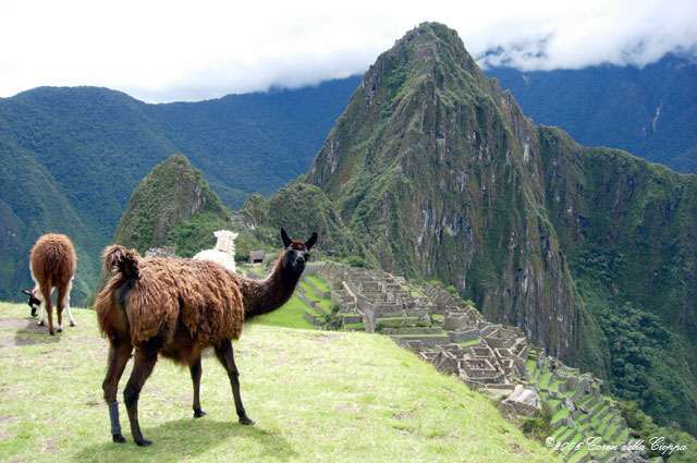 Lama Peru