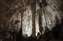 Carlsbad Caverns Formations New Mexico.jpg