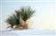 White Sands New Mexico.jpg